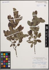 Foto von Salix cinerea L.